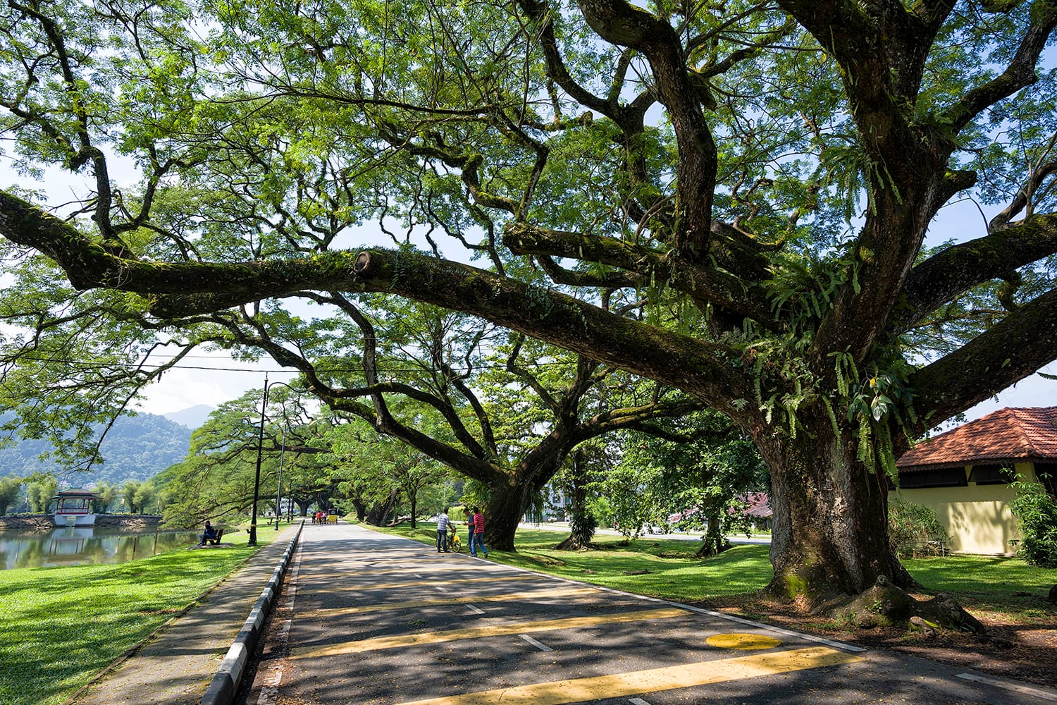 Old birch tree with long branches along Taiping Lake Garden, Taiping, Malaysia. It also known as Taman Tasik Taiping.