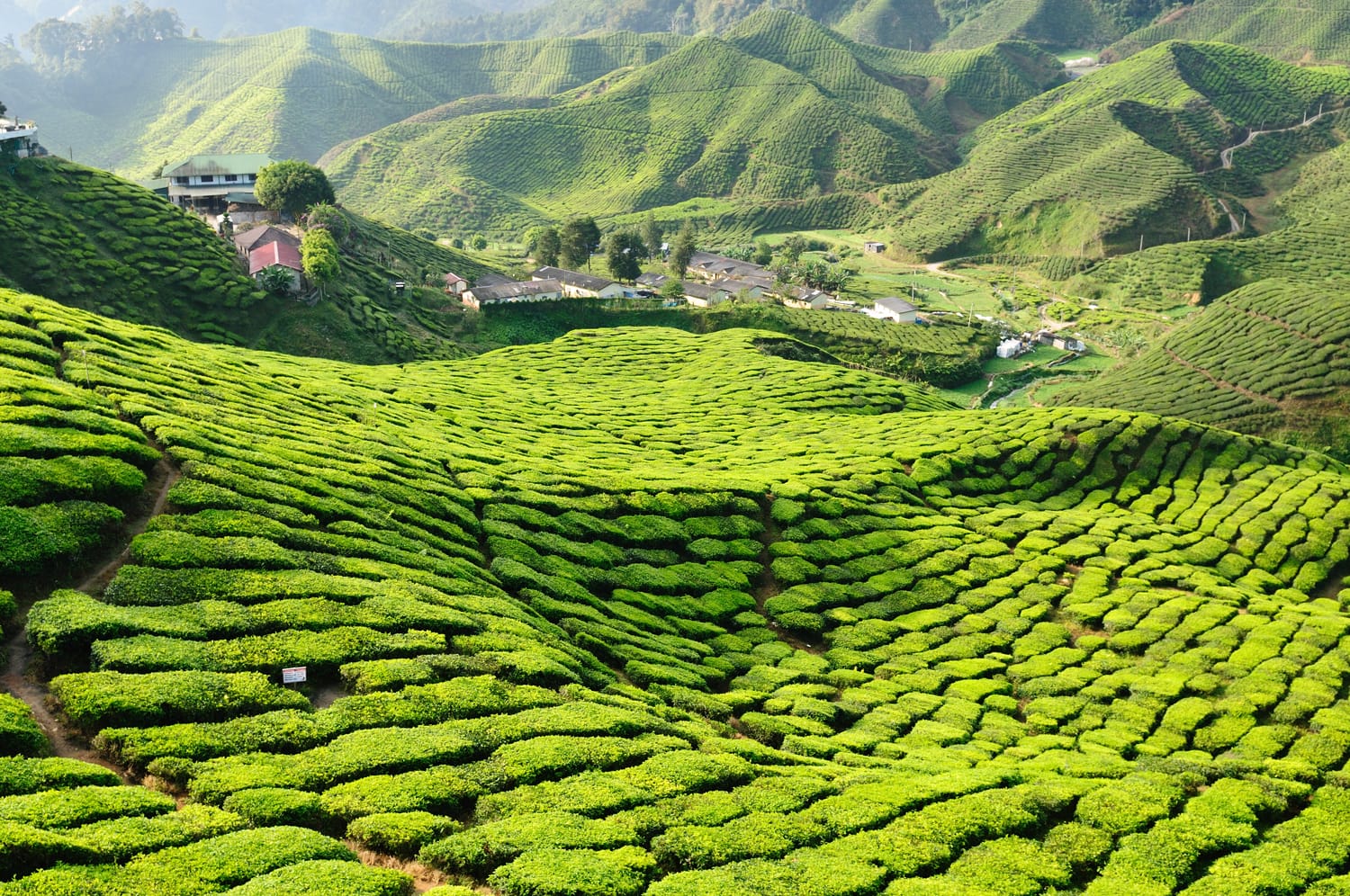 Tea Plantation in the Cameron Highlands, Malaysia