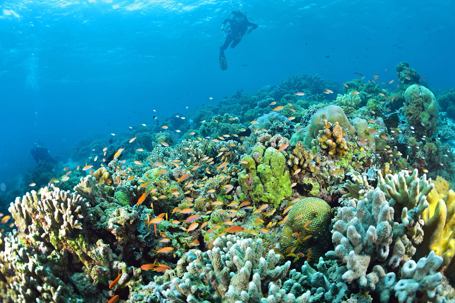 Underwater staghorn table coral with diver in Sipadan, Malaysia