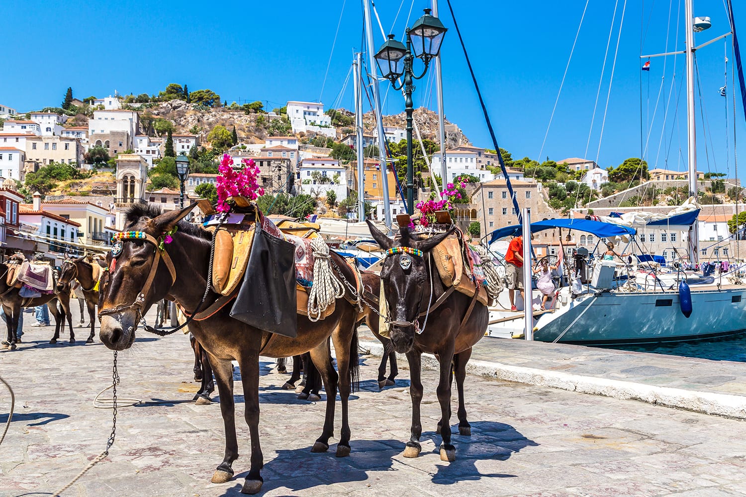 Donkeys at the Hydra island in a summer day in Greece
