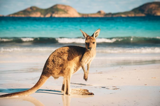 Kangaroo at Lucky Bay in the Cape Le Grand National Park near Esperance, Western Australia