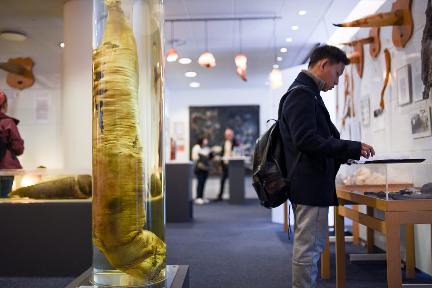 Penises of minke whales on display at the Phallological Museum in Reykjavik, Iceland