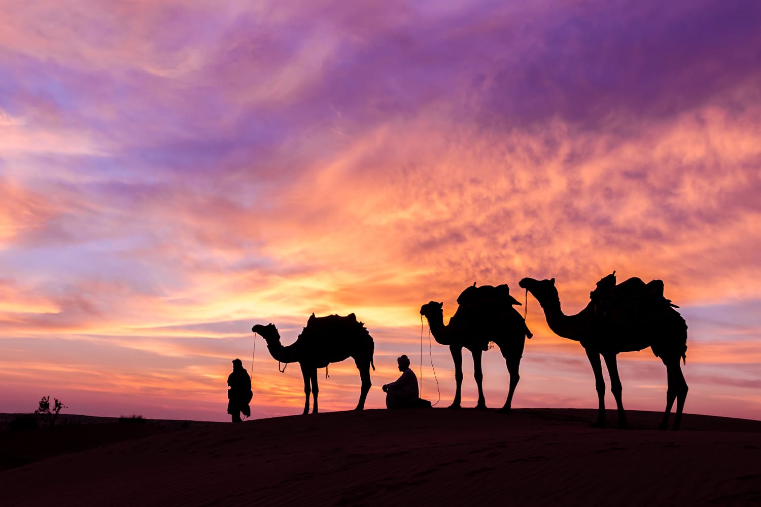 man with camel in desert during sunset