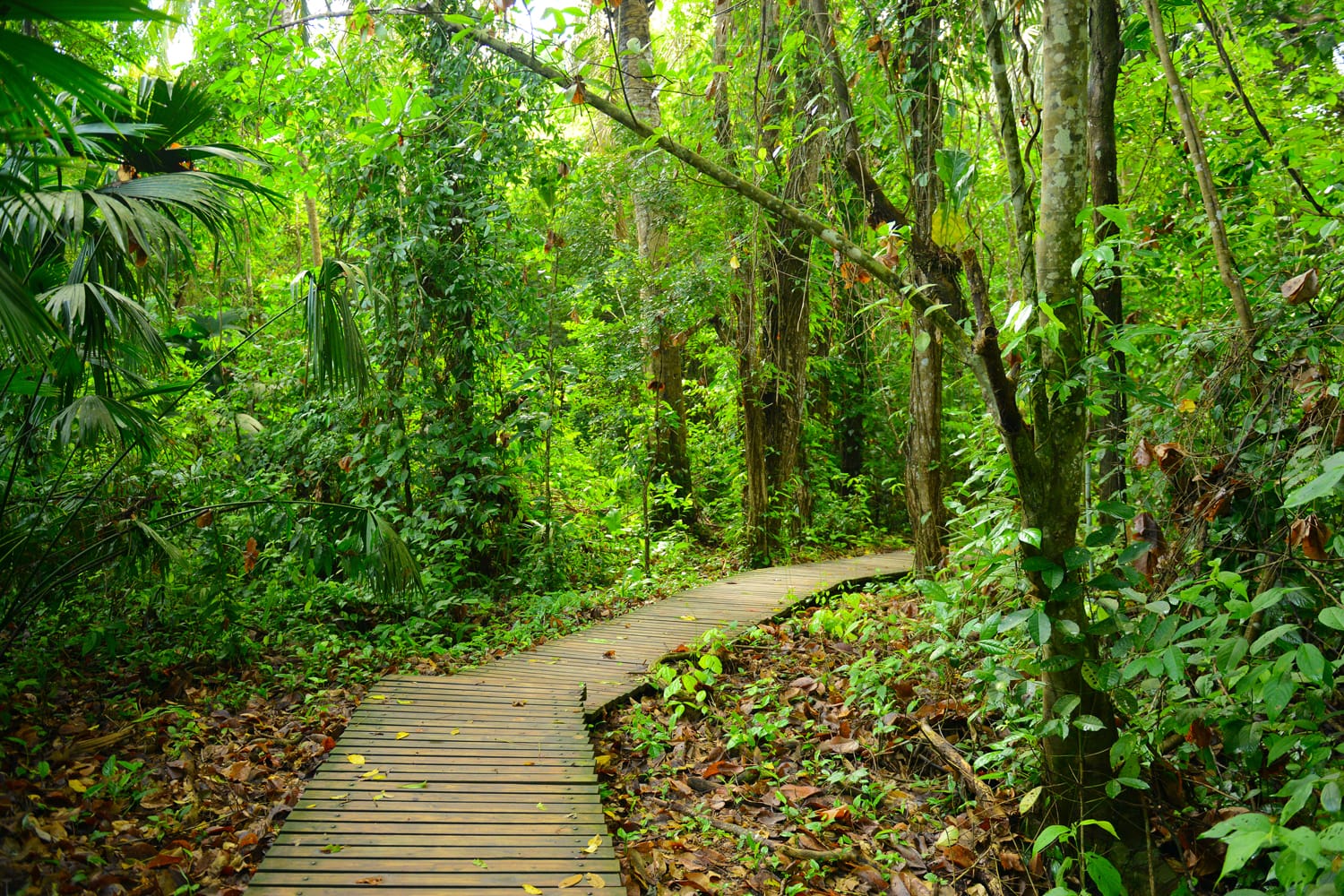 The walking path through the jungle in Tayrona National Park, Colombia