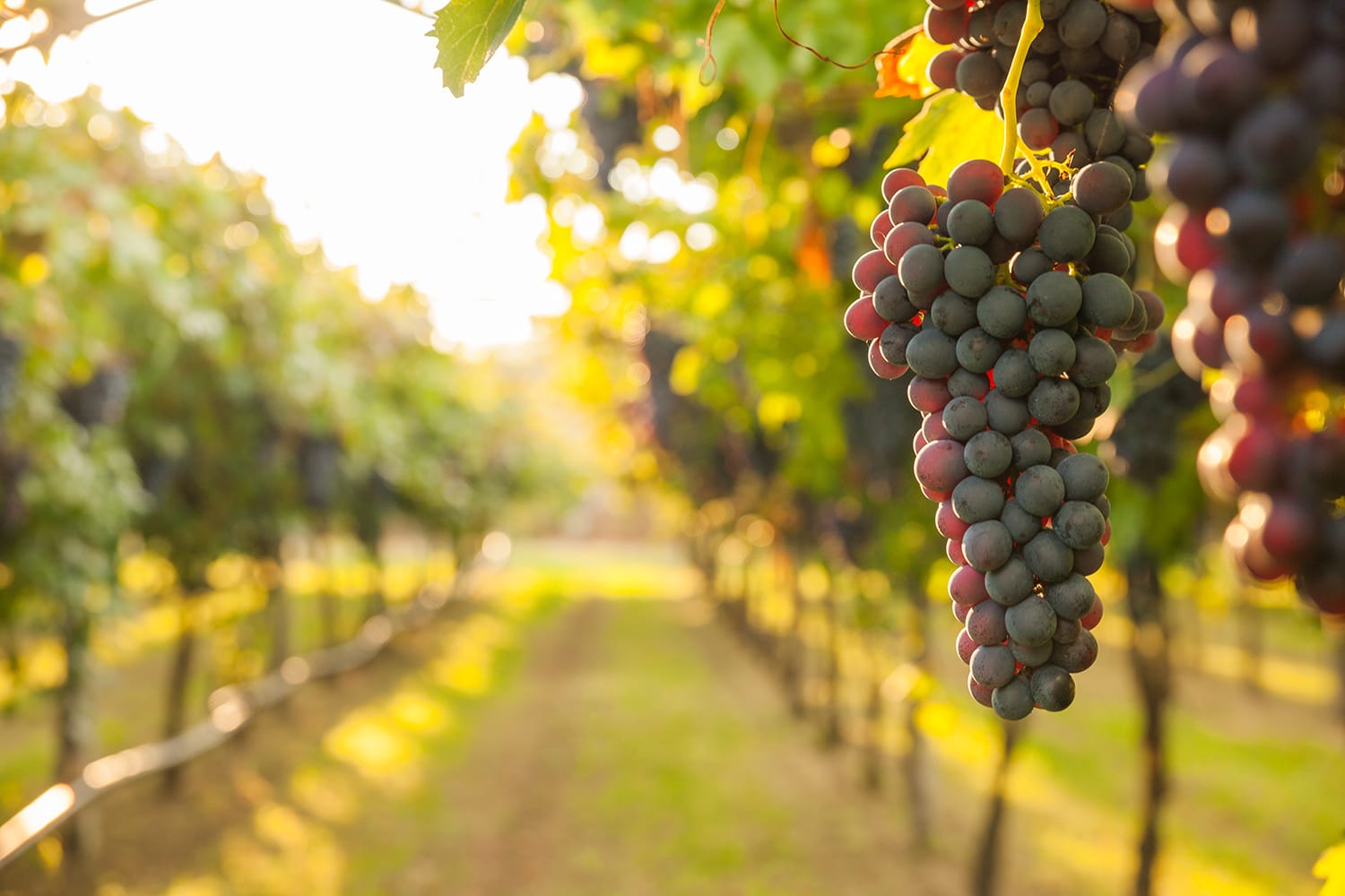 grape harvest