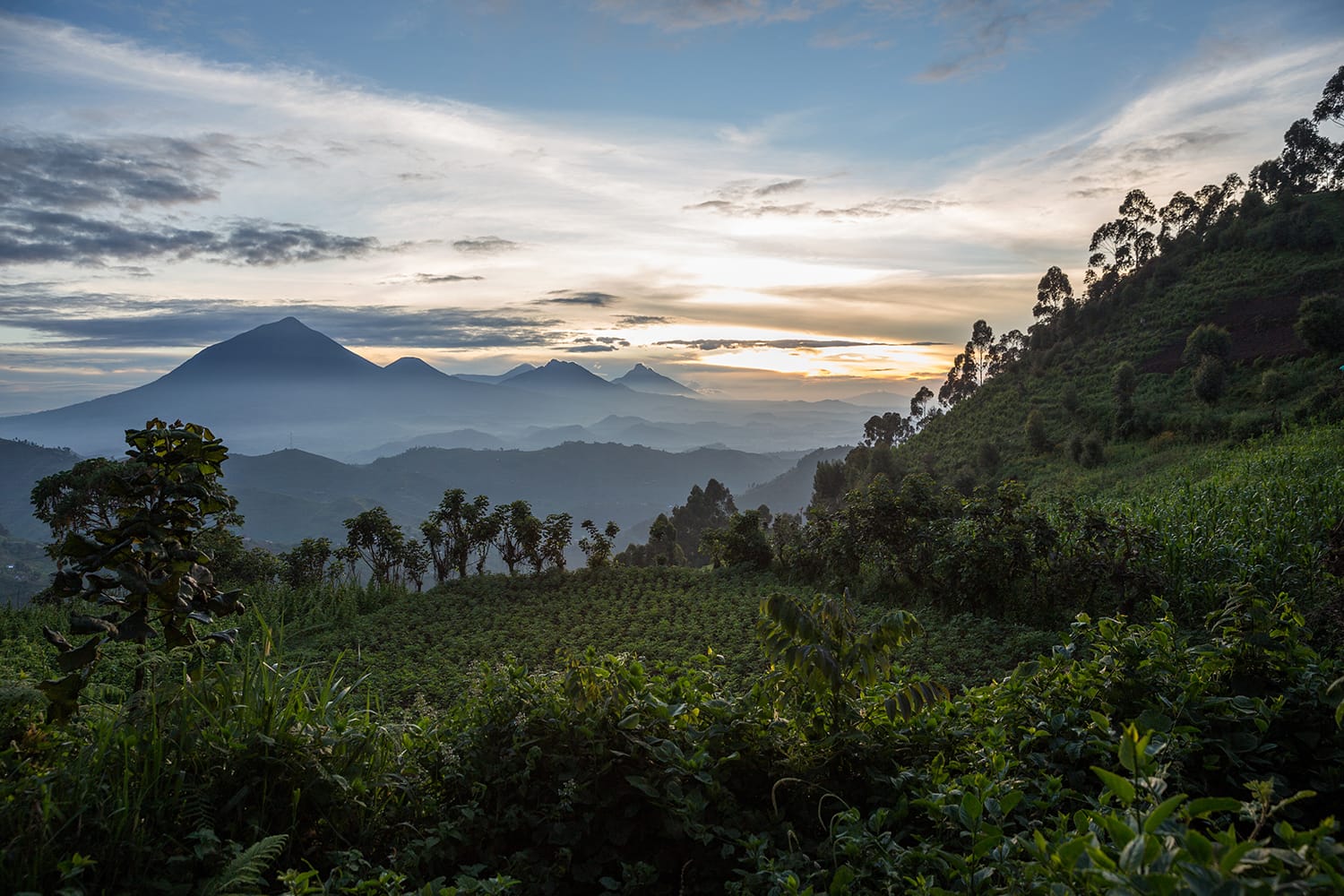 Gorilla Trekking at Bwindi Impenetrable National Park in Uganda