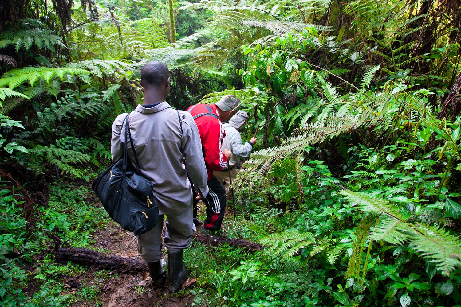 Unidentified tourists on gorilla trekking in the African rainforest in Bwindi Impenetrable Forest National Park, at the borders of Uganda, Congo and Rwanda