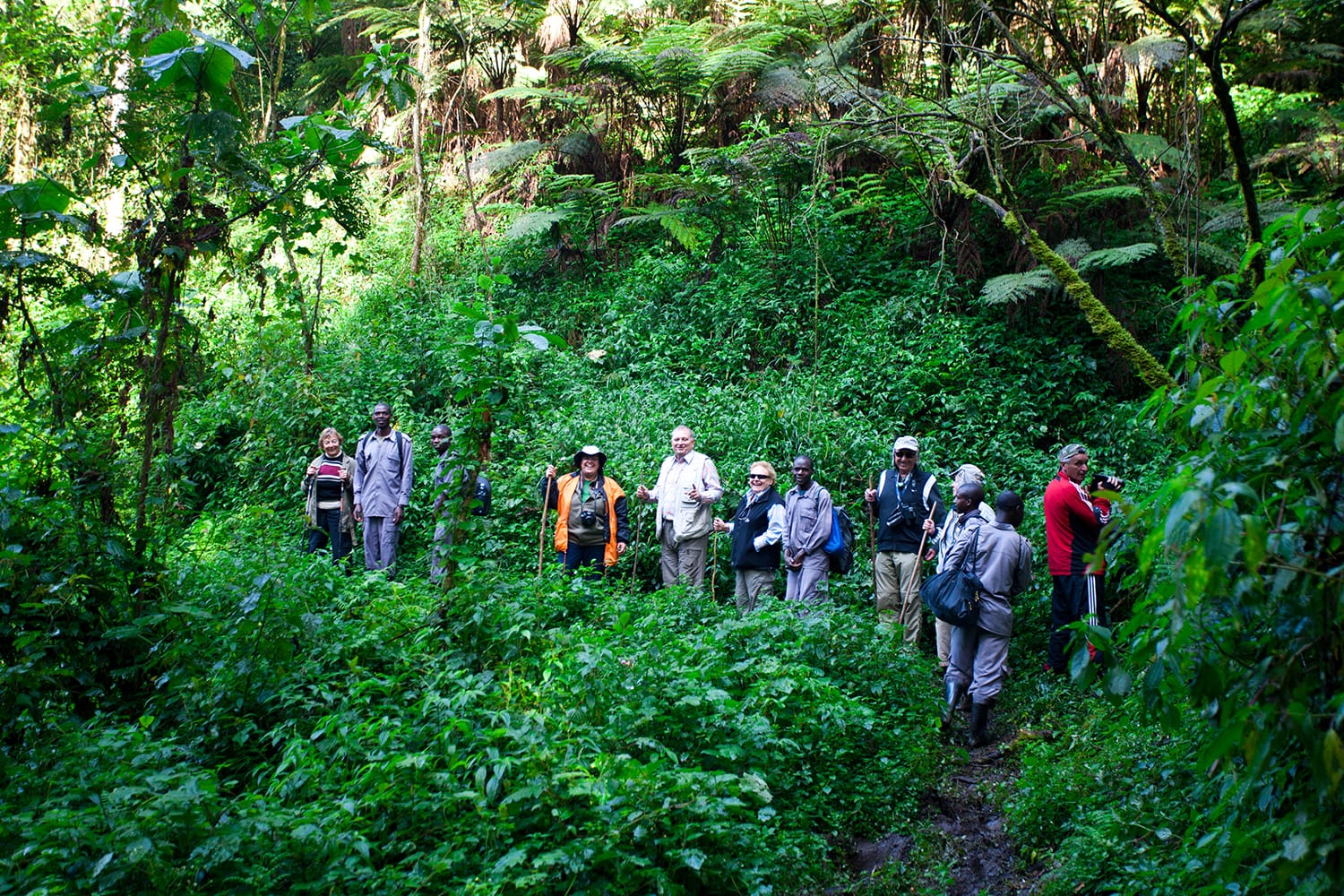 Unidentified tourists on gorilla trekking in the African rainforest in Bwindi Impenetrable Forest National Park, at the borders of Uganda, Congo and Rwanda.