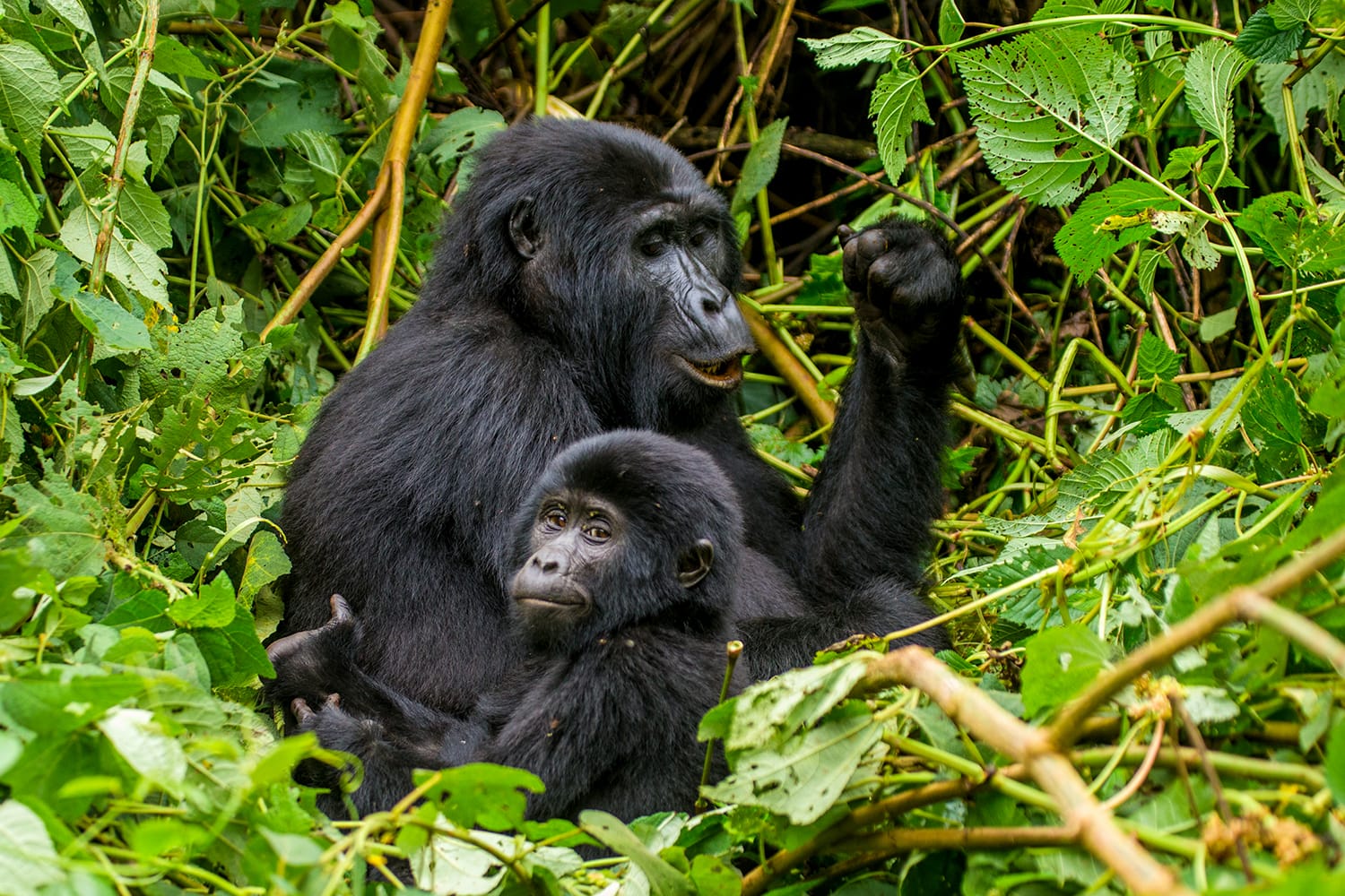 A female mountain gorilla with a baby. Uganda. Bwindi Impenetrable Forest National Park
