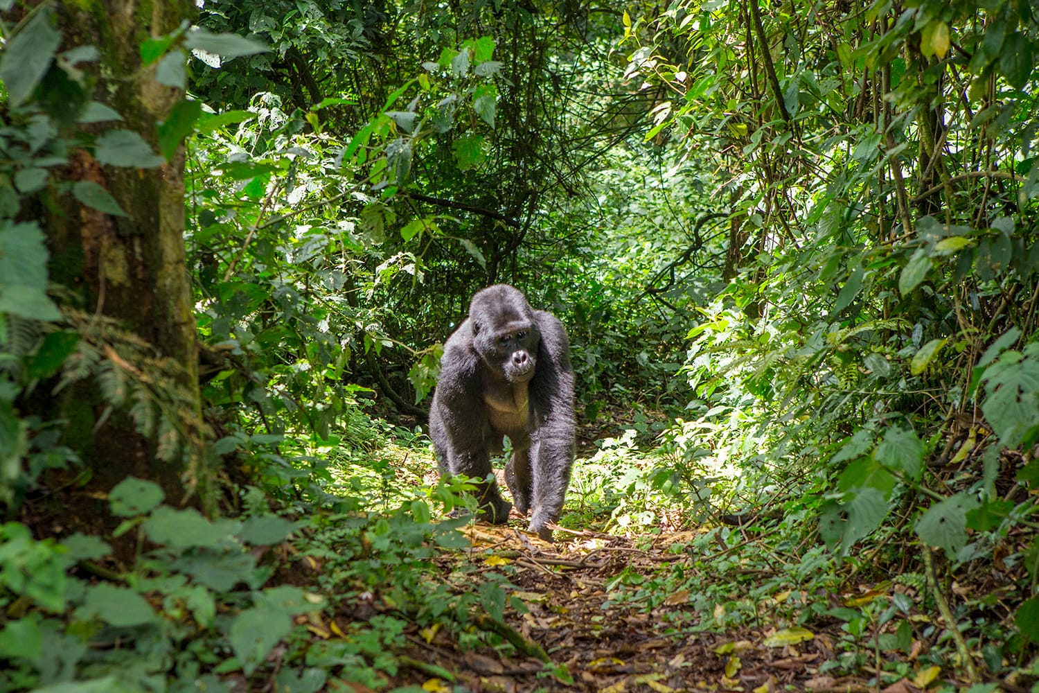 Mountain gorillas in the rainforest. Uganda. Bwindi Impenetrable Forest National Park