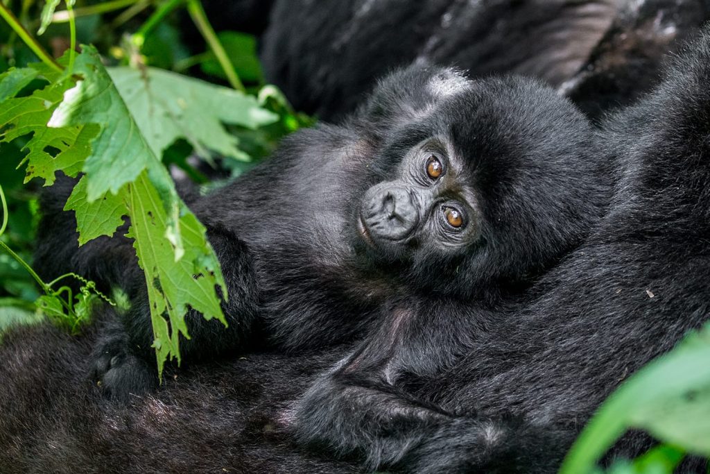 Portrait of the baby mountain gorilla. Uganda. Bwindi Impenetrable Forest National Park