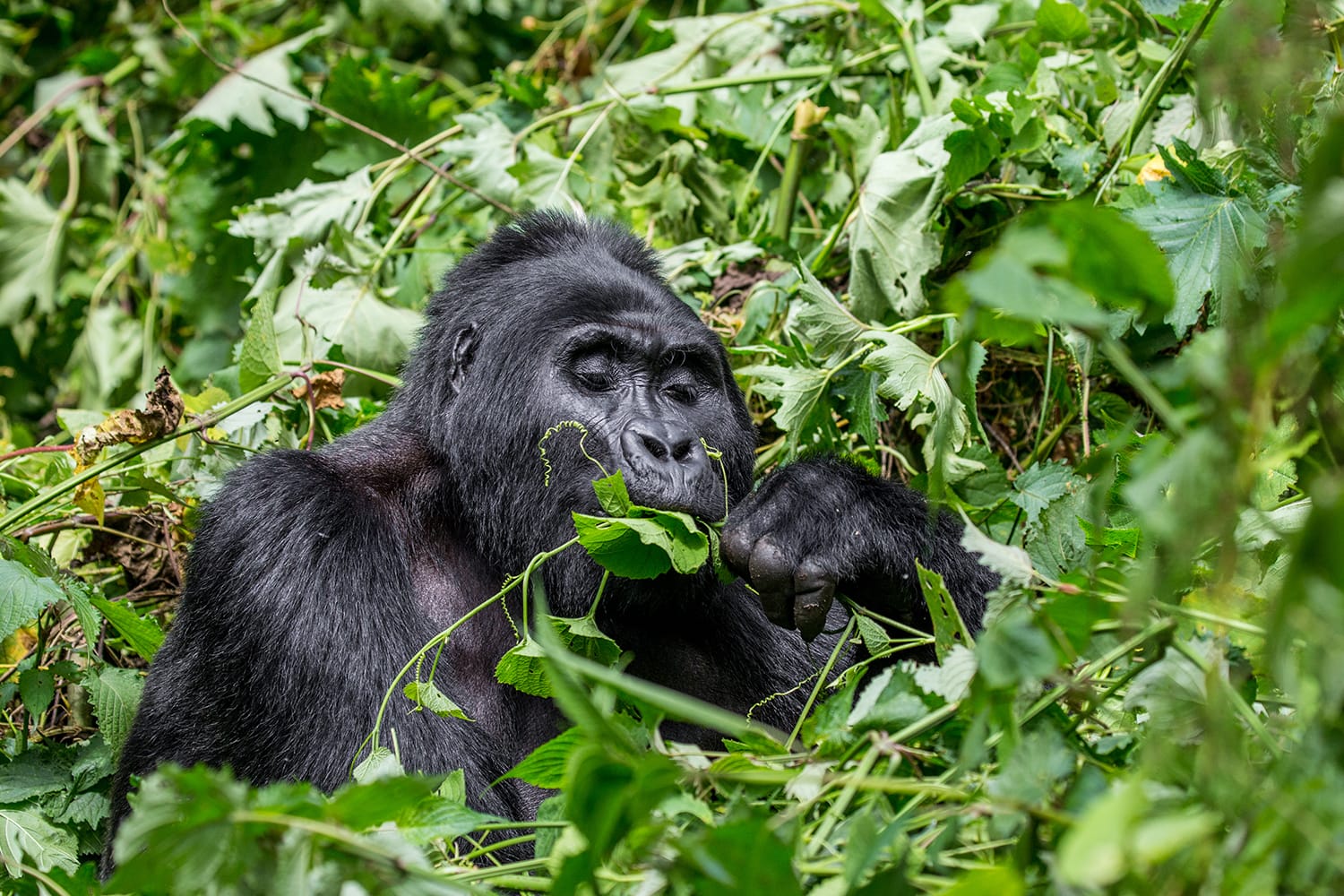 Mountain gorilla eating plants. Uganda. Bwindi Impenetrable Forest National Park