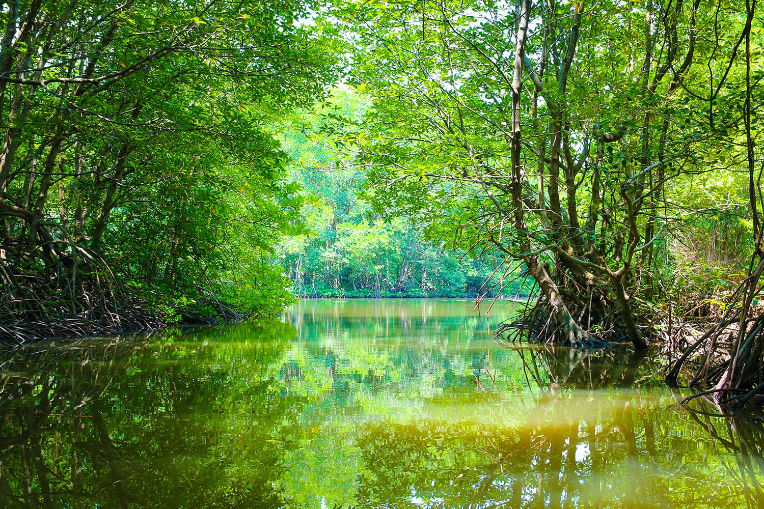 Mangrove forest in the district Can Gio, Vietnam