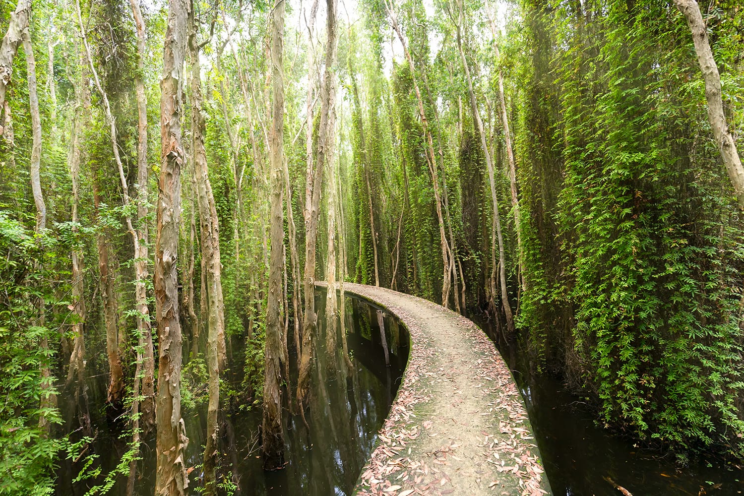 Melaleuca forests in Tan Lap Floating Village, Vietnam