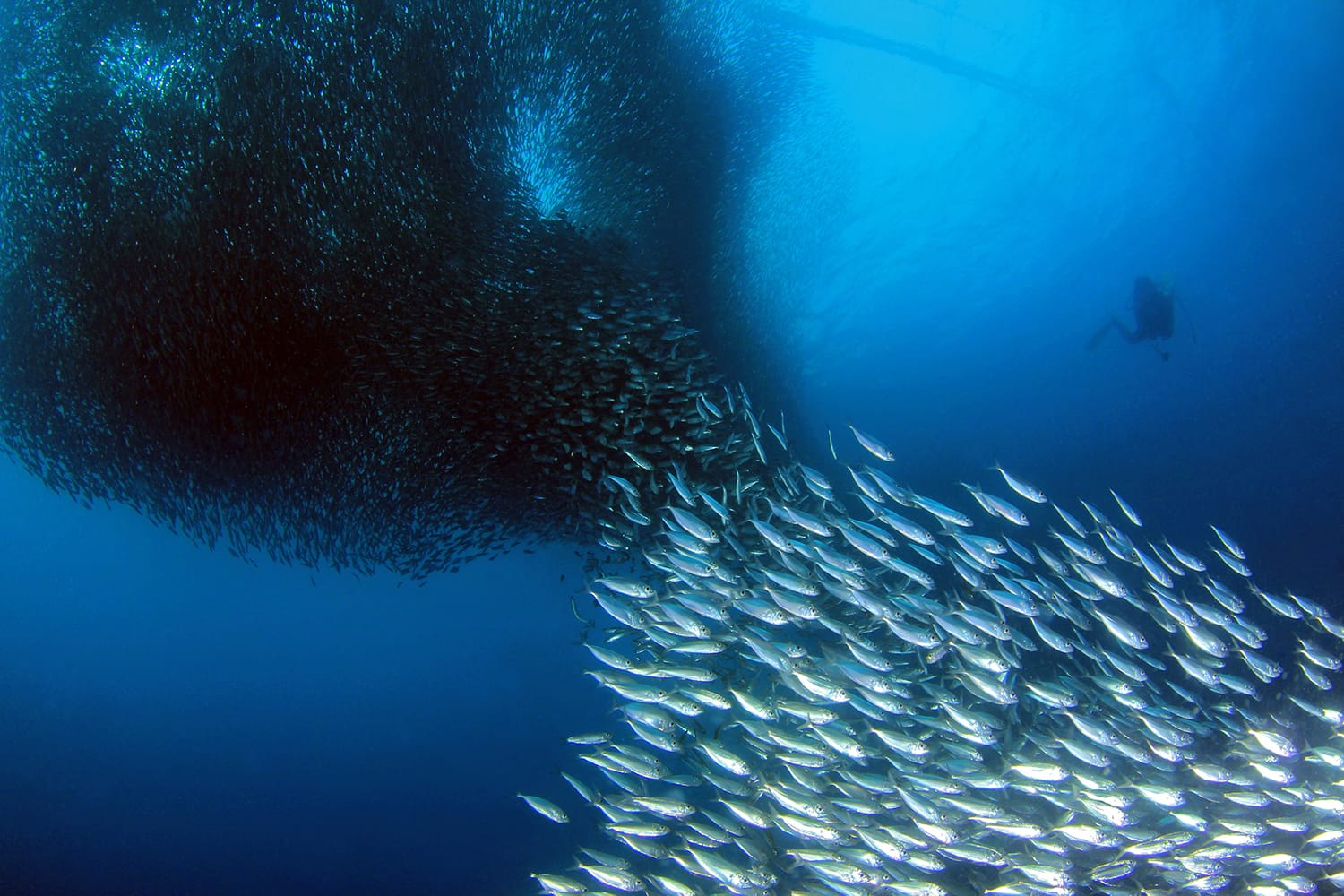 Sardine Run in Moalboal. Cebu, Philippines