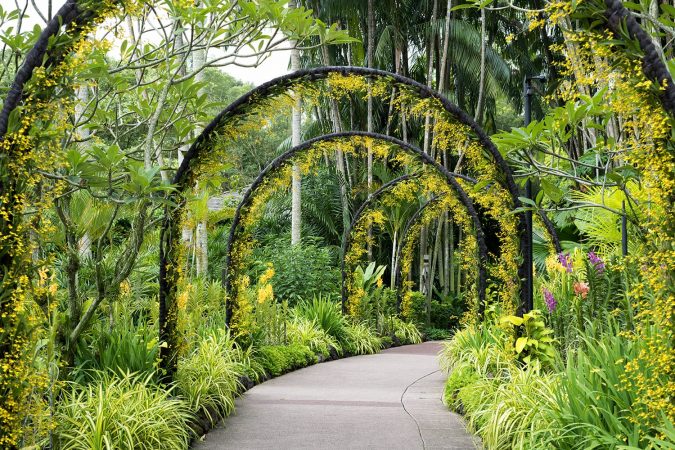 Scenic artificial arcs with many yellow orchid flowers in famous Singapore Botanical Garde