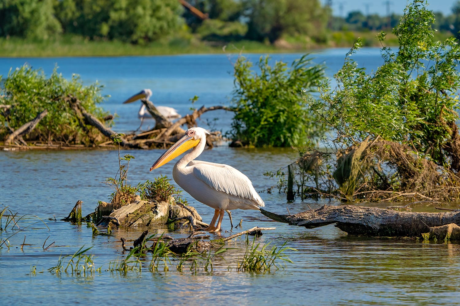 The Great White Pelican (Pelecanidae) flying in the Danube Delta, Romania