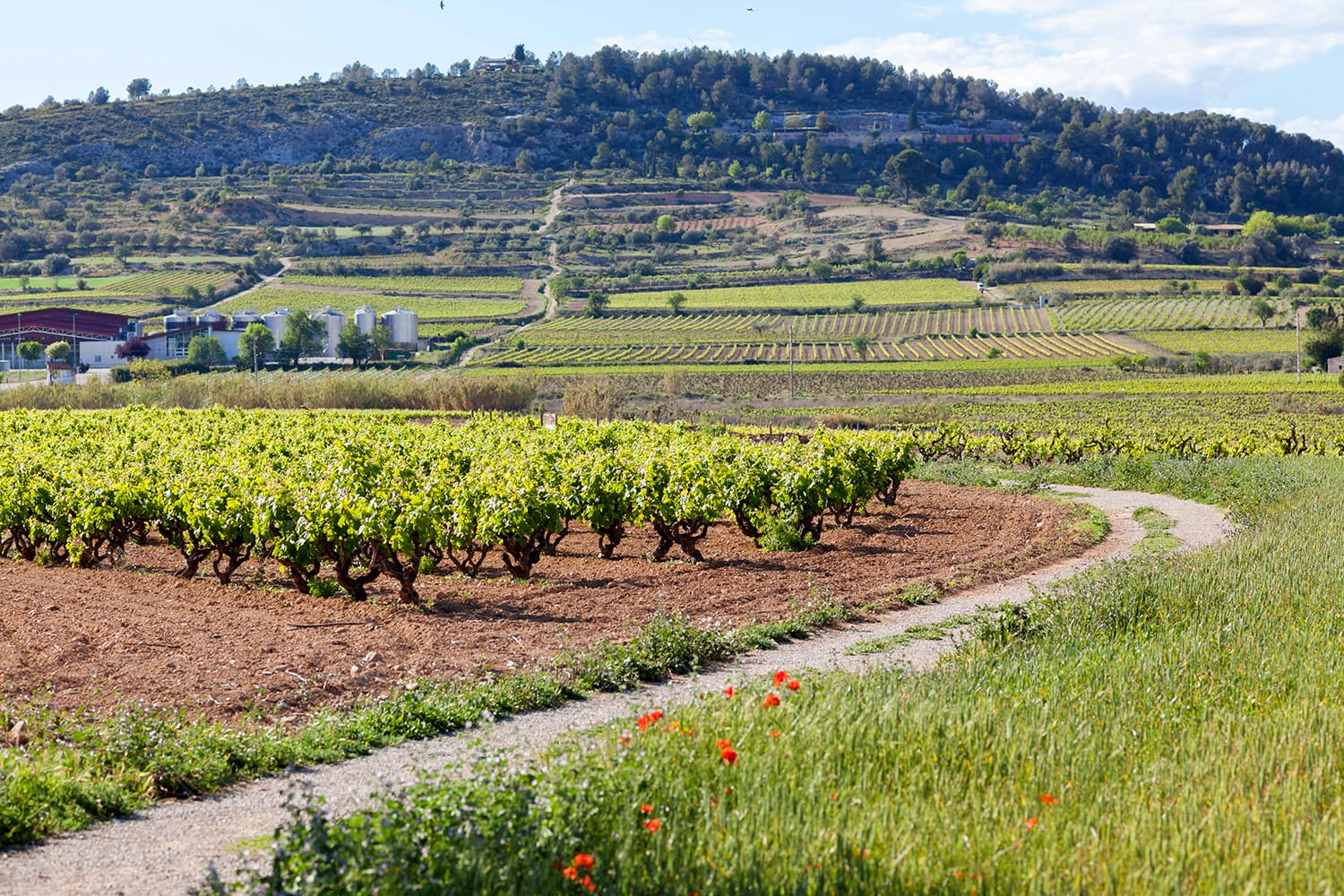 Landscape with vineyards ,spring day, Penedes wine cava regions, Catalonia, Spain.