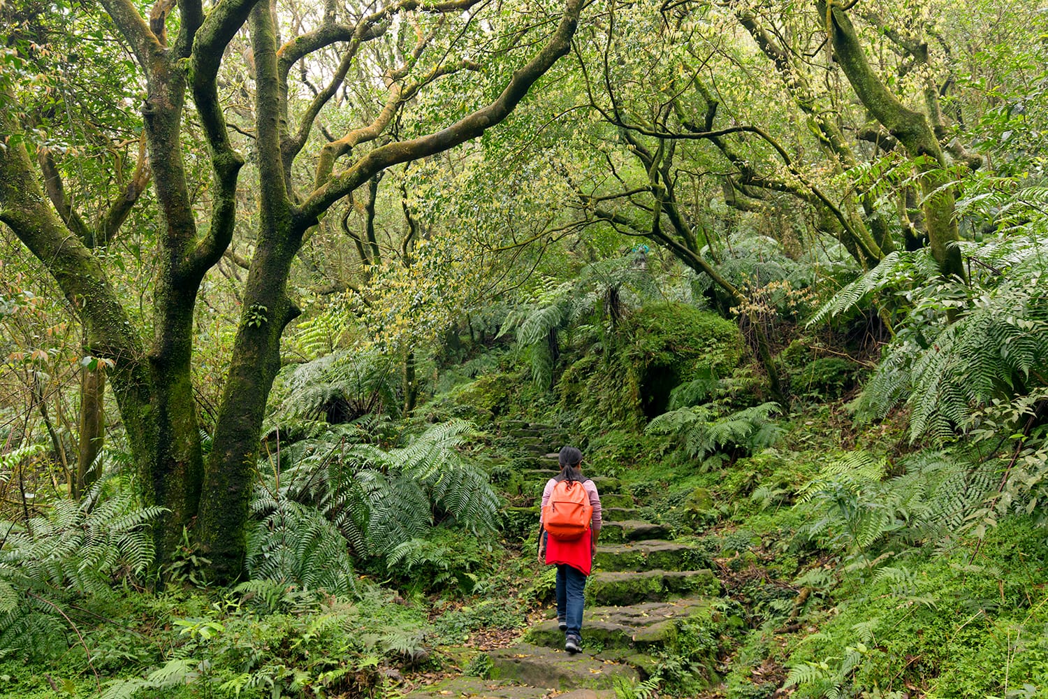 Woman trekking in the subtropical forest of the Yangmingshan National Park, climbing stone stairs, Taipei, Taiwan