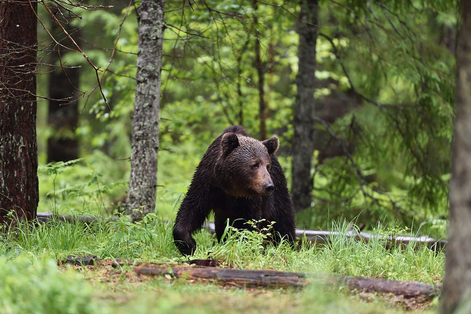Brown bear walking in forest in Estonia