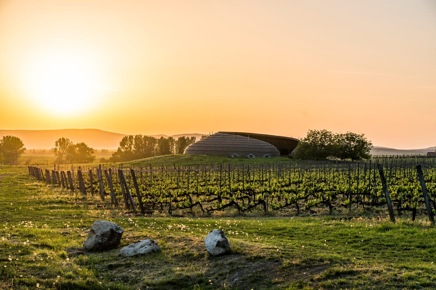 Vineyard in Tokaj at sunset, Hungary