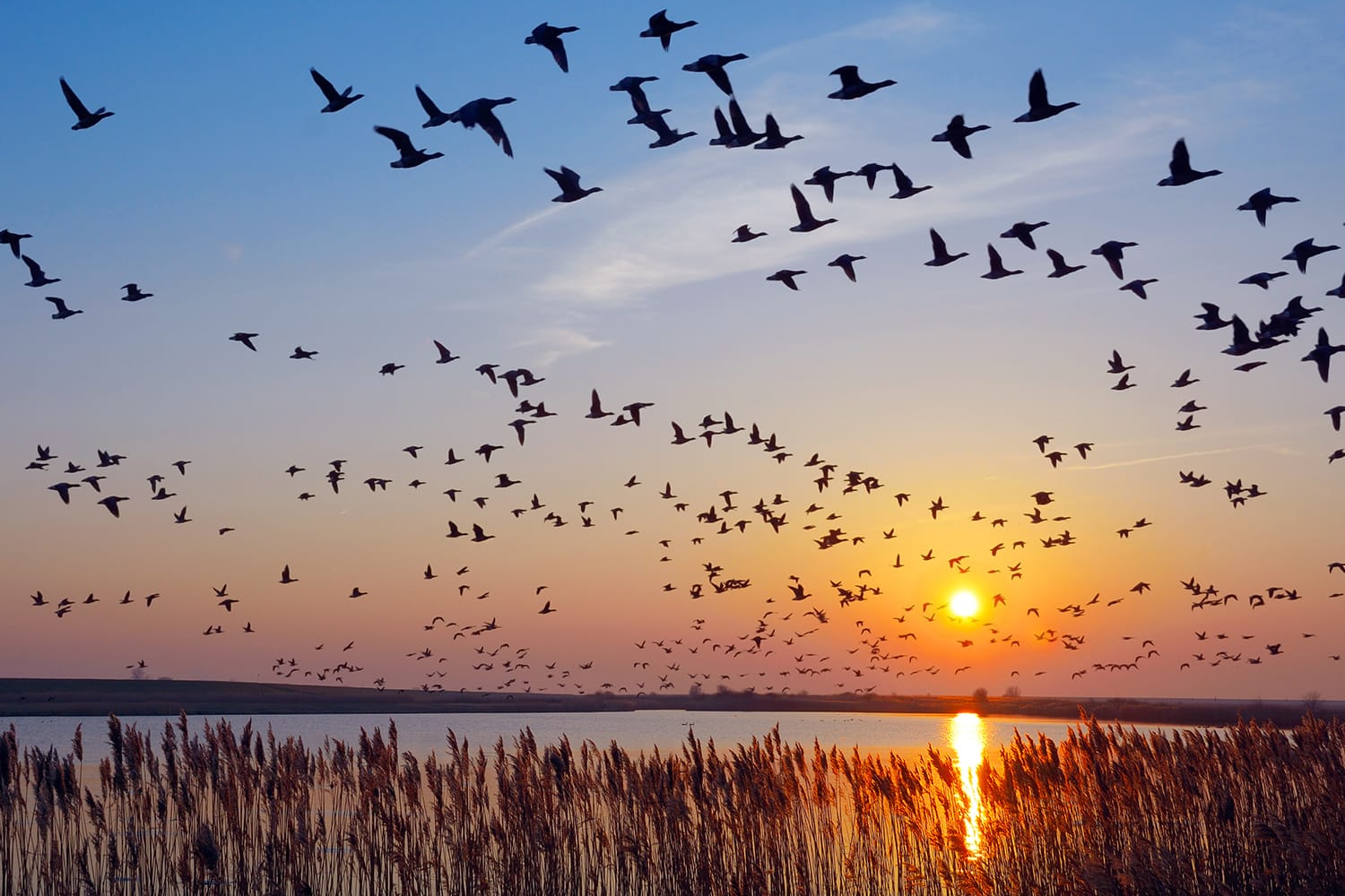 wintering Barnacle Geese (branta leucopsis) in East Frisia near Greetsiel in Wadden Sea, Germany