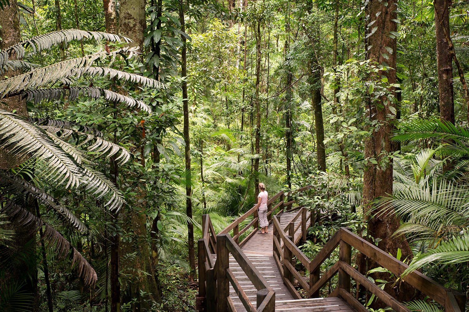 Boardwalk in Daintree National Park, Australia