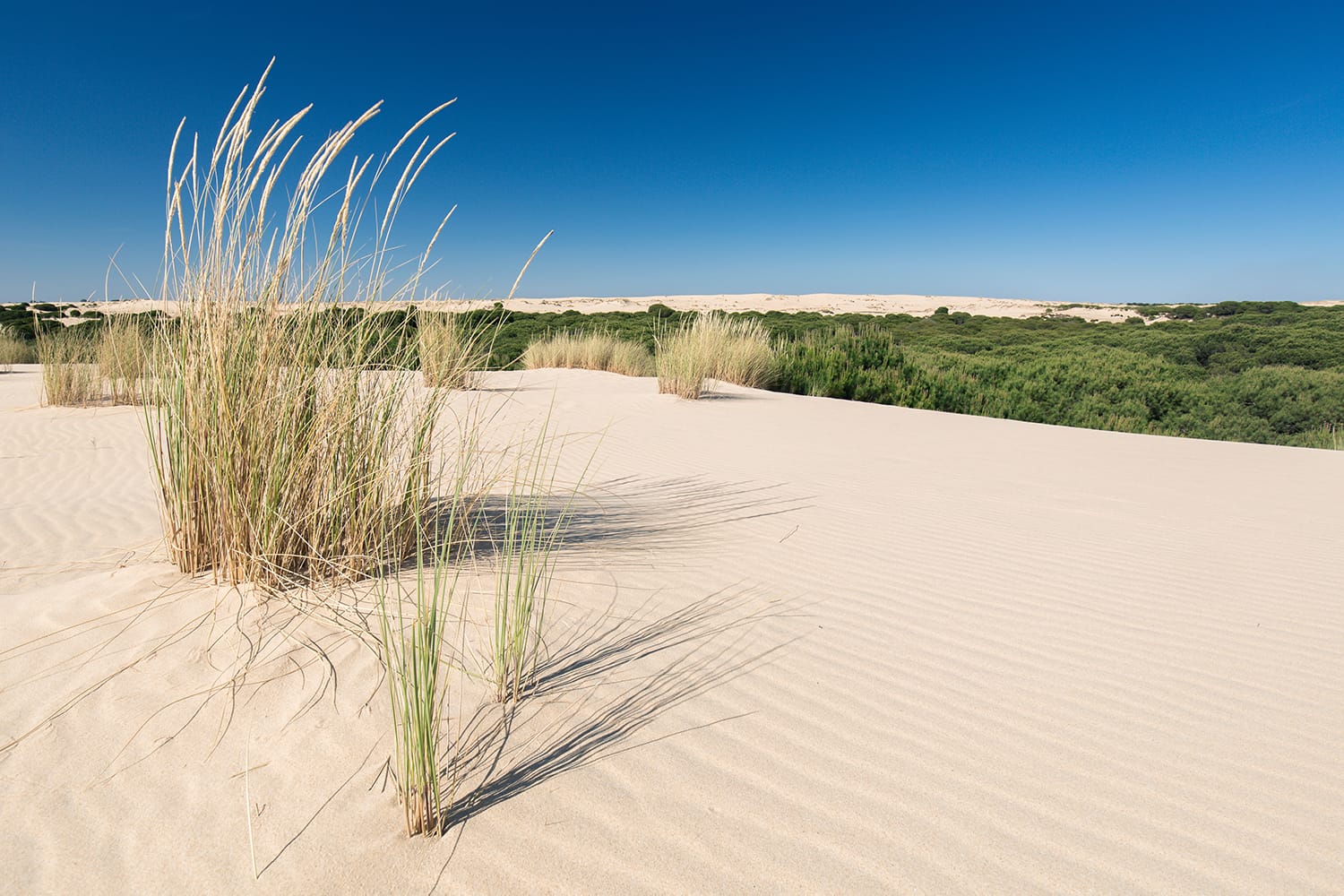 Donana National Park in Spain