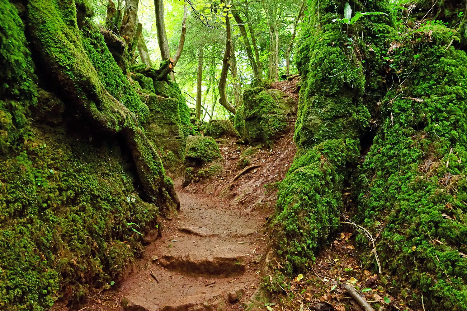 Puzzlewood an ancient woodland near Coleford in the Royal Forest of Dean, where there is evidence of Roman occupation of the woodland area, Gloucestershire, UK