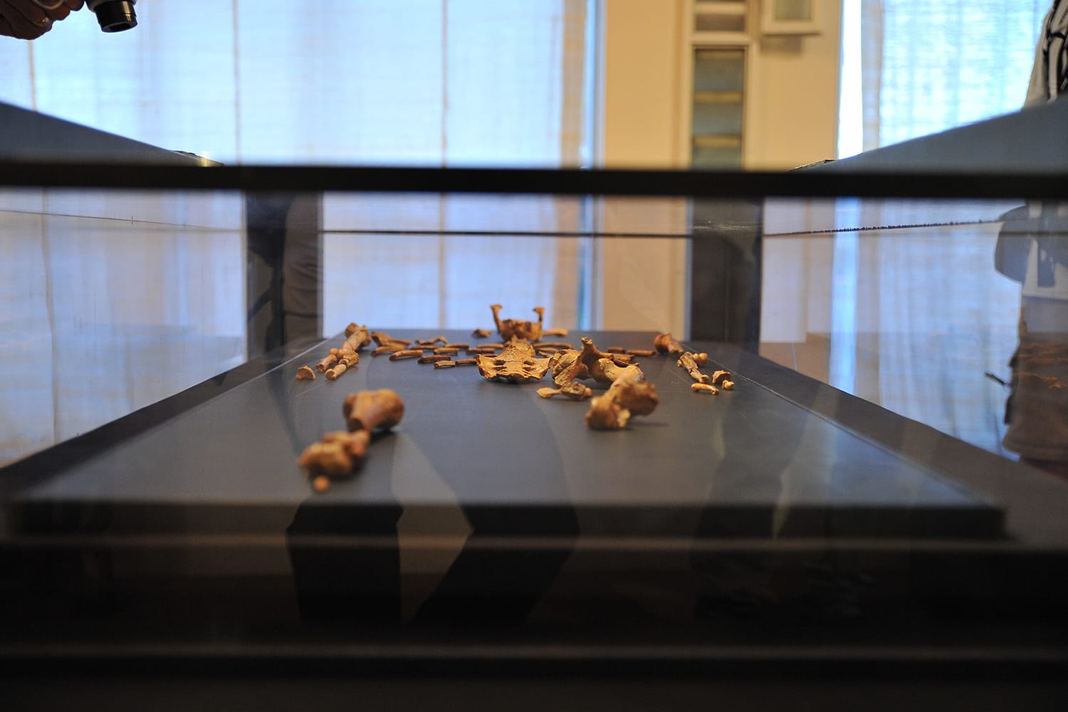 Lucy at the National Museum of Ethiopia in Addis Ababa