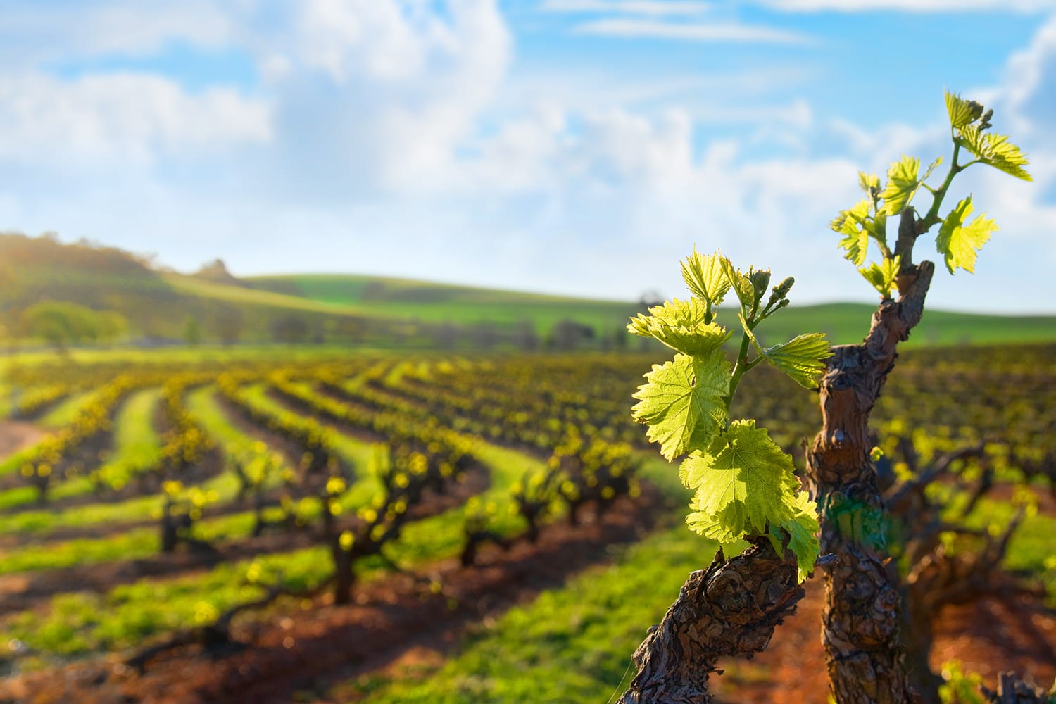 Barossa Valley vineyard, Seppeltsfield South Australia