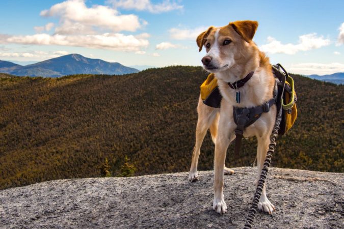 Dog with Hiking Backpack