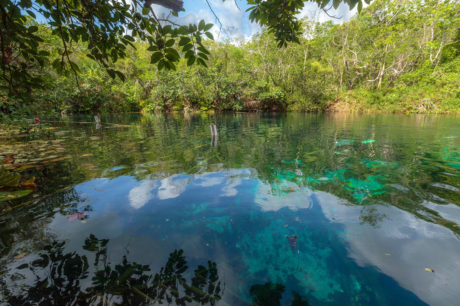 Aktun-ha or Carwash Cenote in Mexico