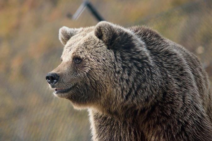 A large, furry brown bear in a wildlife sanctuary in Pristina, Kosovo