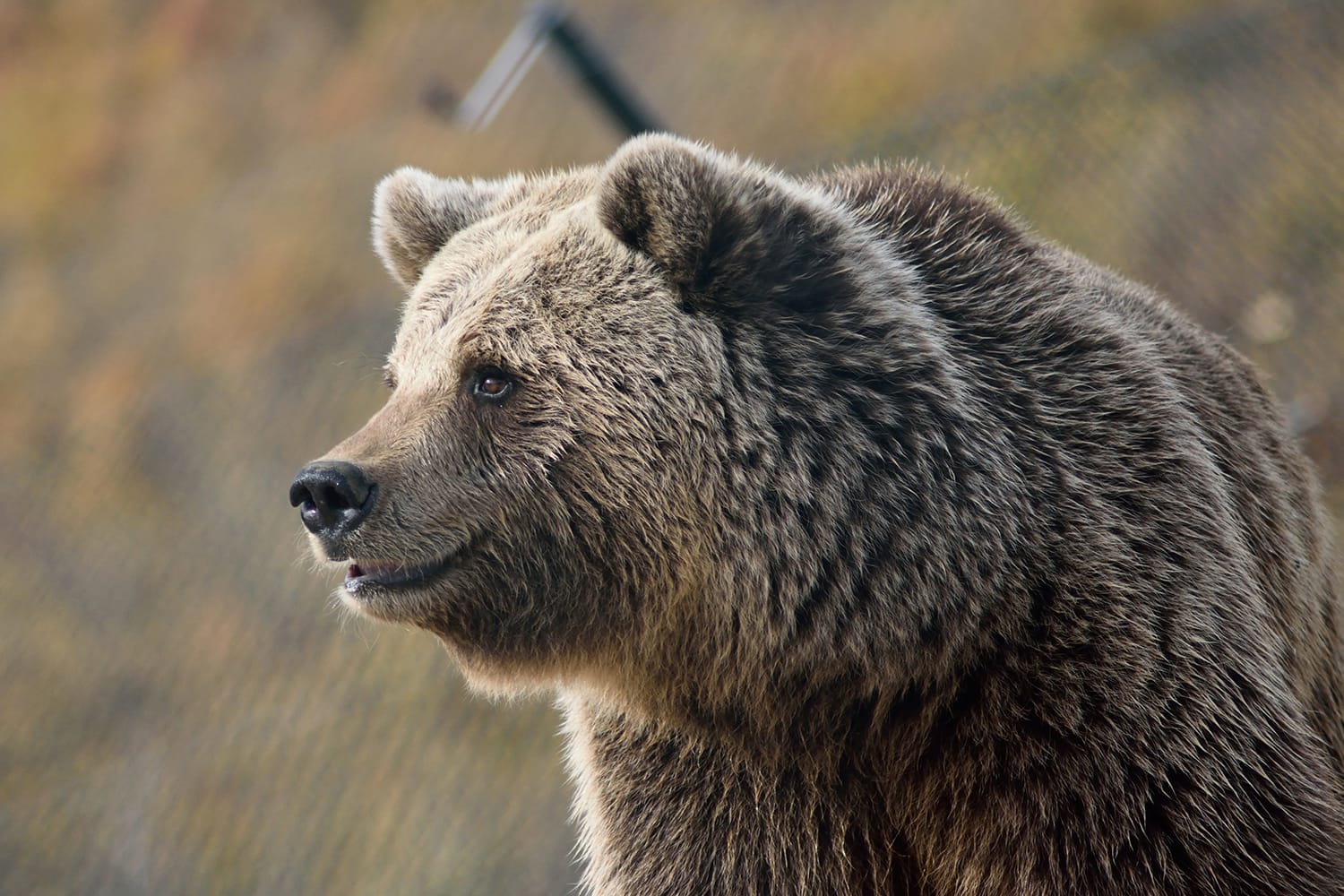 A large, furry brown bear in a wildlife sanctuary in Pristina, Kosovo