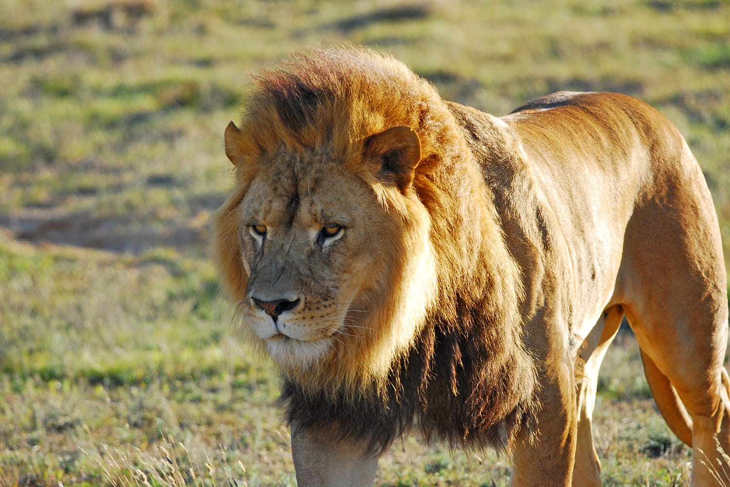 Male lion at Monarto Wildlife Zoo in South Australia