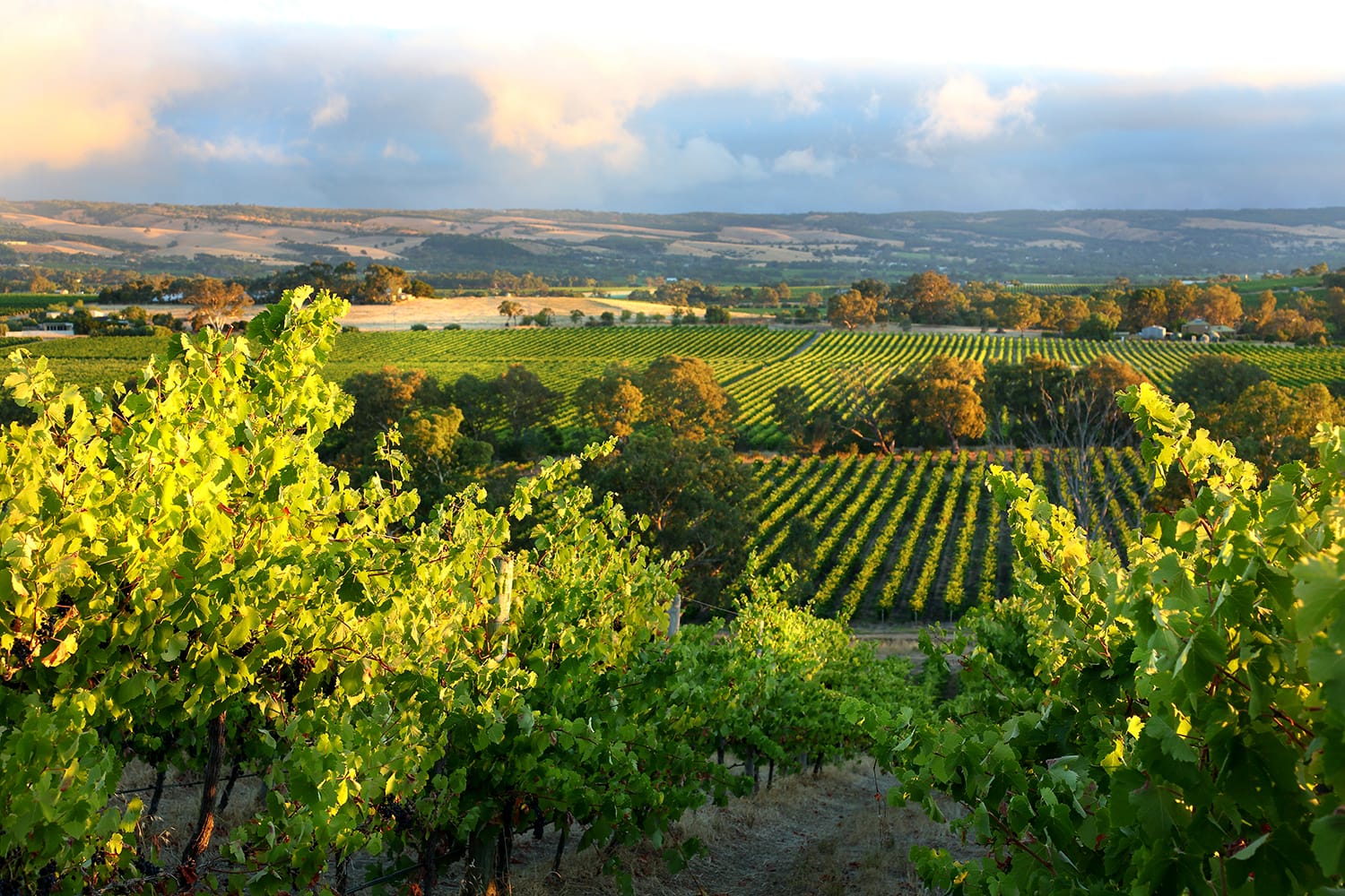 Vineyard McLaren Vale, South Australia