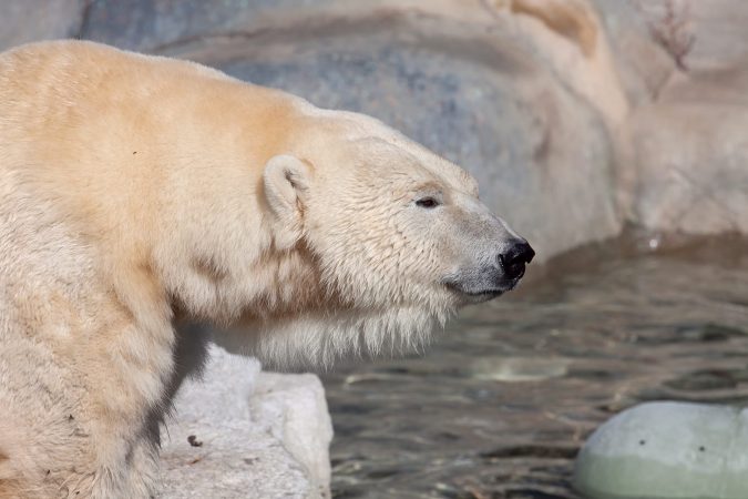 Polar bear in Toronto zoo, Canada