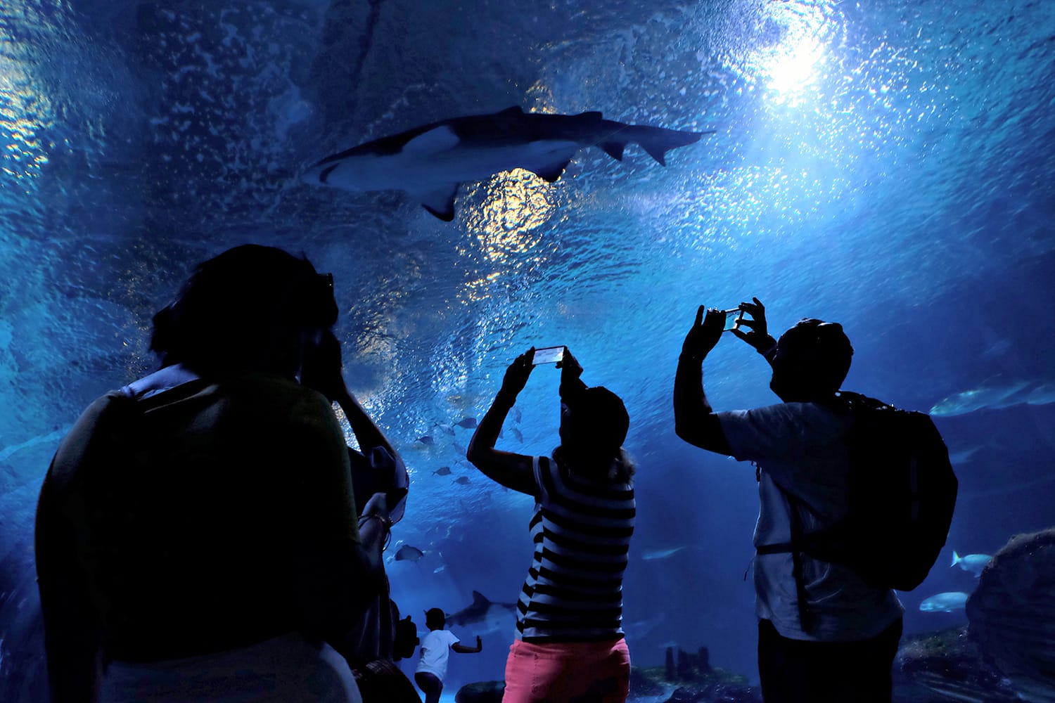 Shark at L'Oceanografic in Valencia, Spain