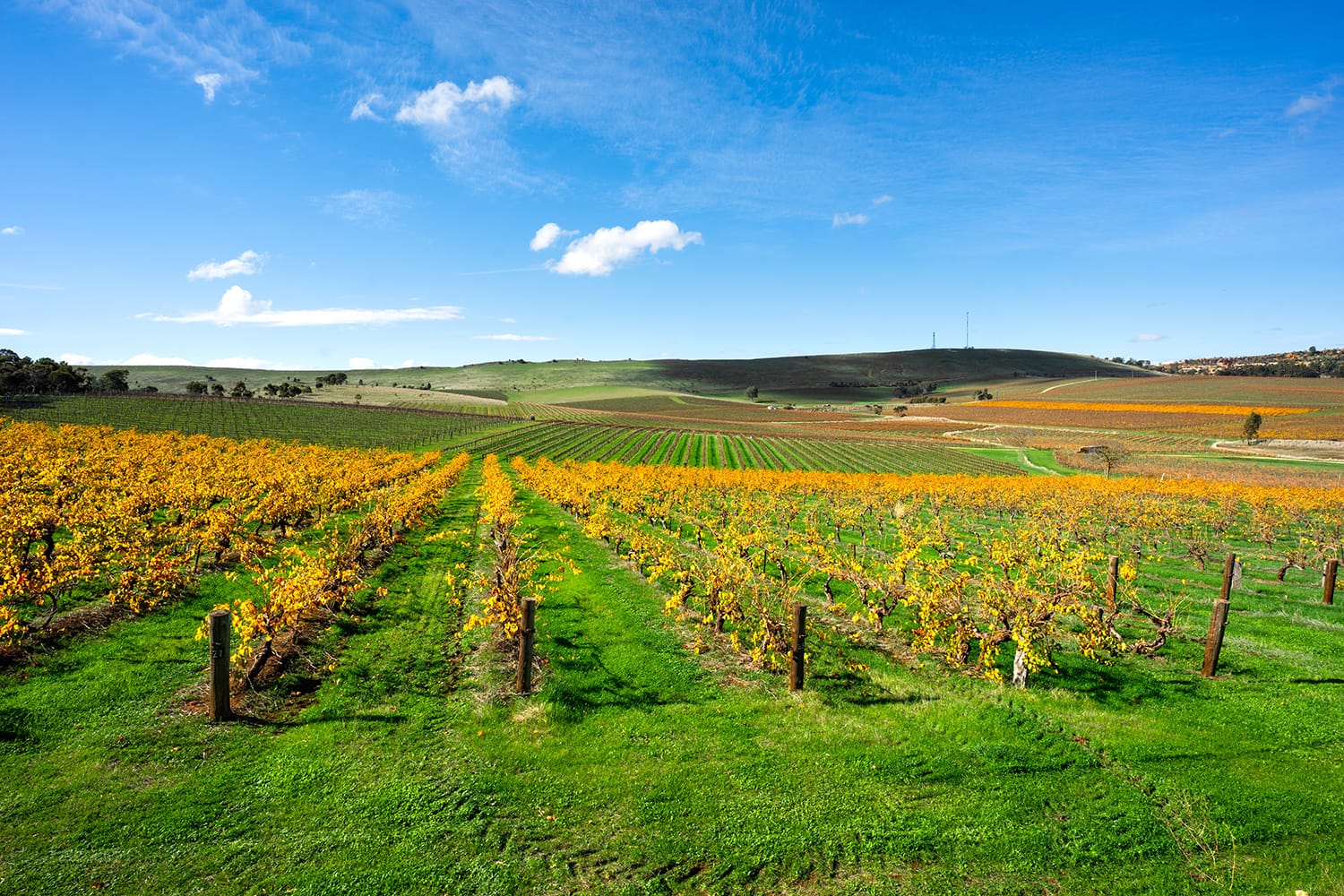 Vineyard Scene from Clare Valley, South Australia