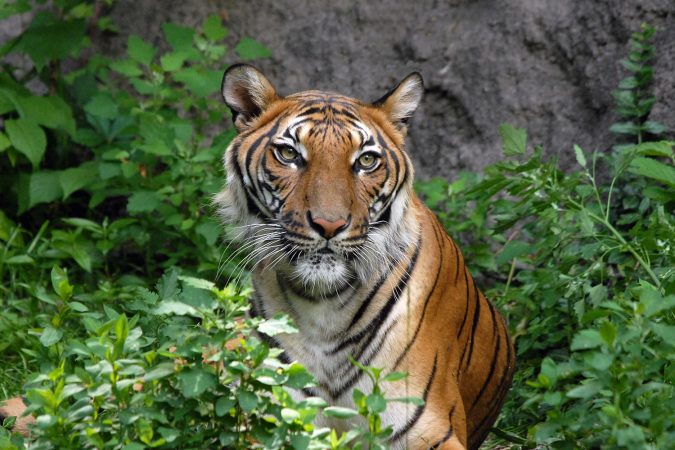 Bengal Tiger at Cincinnati Zoo in Ohio, USA
