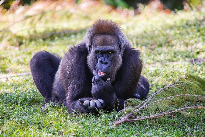 Gorilla at Miami Zoo in Florida, USA
