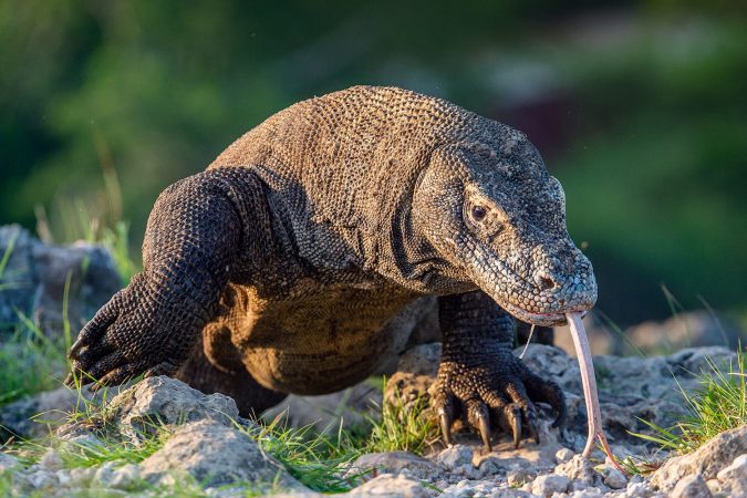 Komodo Dragon on Island Rinca in Indonesia
