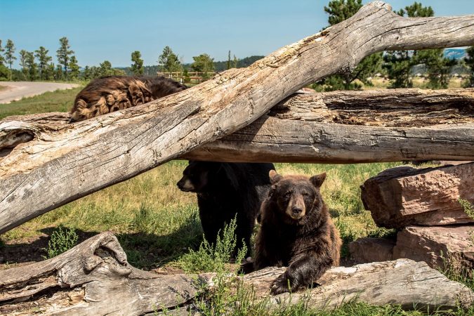 North American Black Bear Climbing on the fallen trees , Bear Country Park, Rapid City, South Dakota, USA