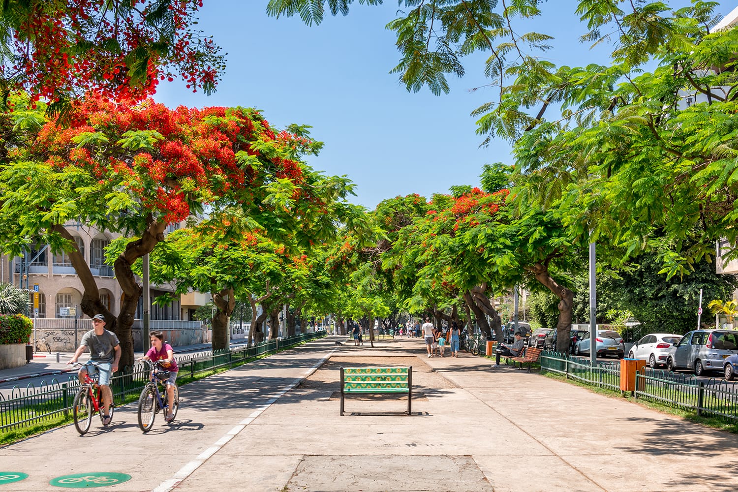 Red flowers trees at Rothschild boulevard in Tel Aviv, Israel