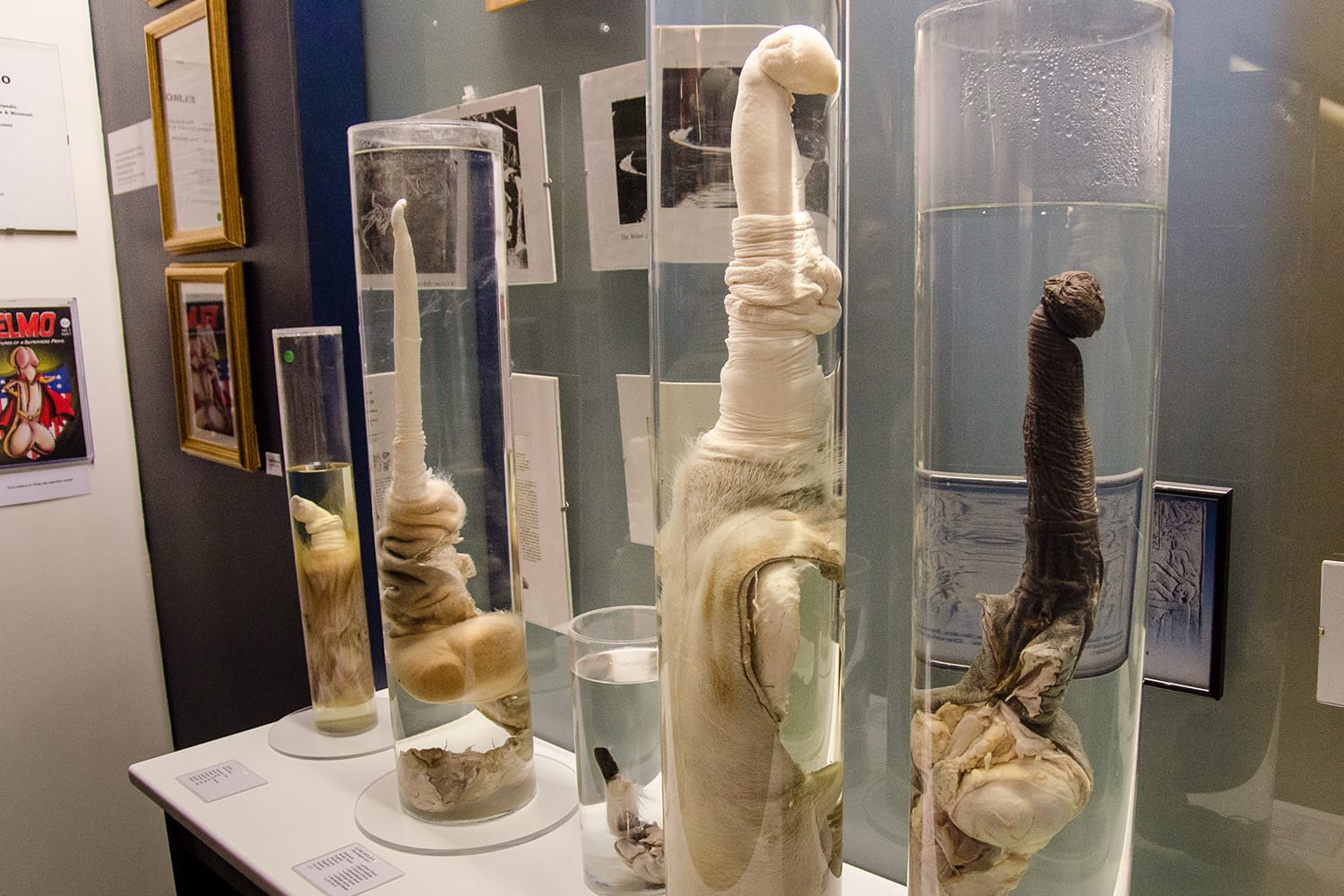 Icelandic Phallological Museum in Reykjavik