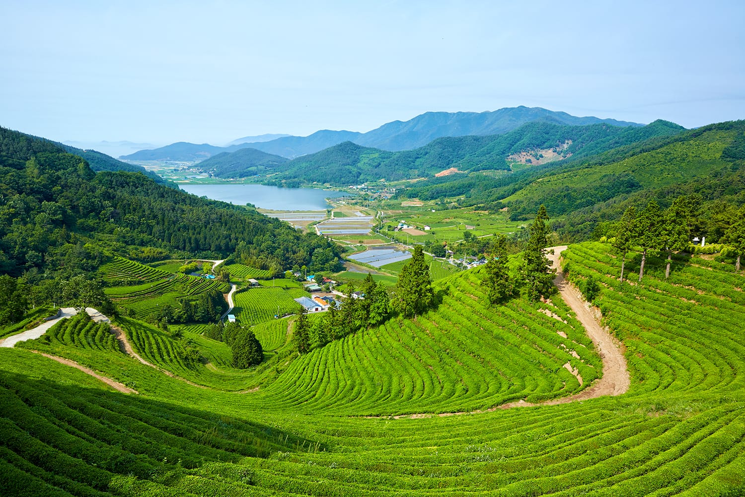 Green Tea Farm in Boseong-gun, South Korea.