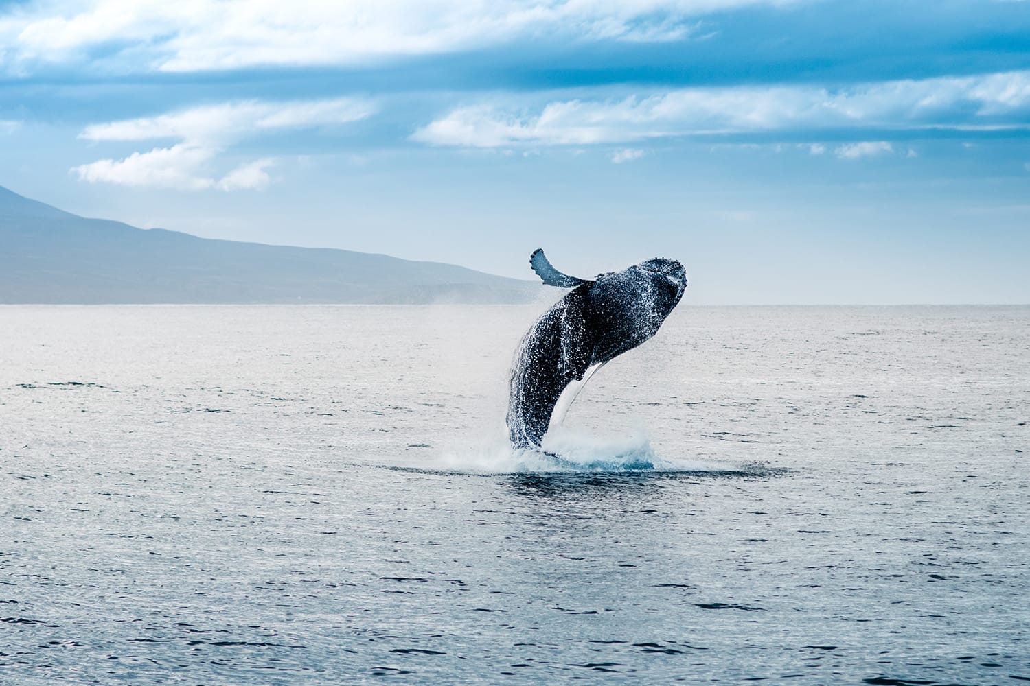 Whale jumping out of water in Iceland