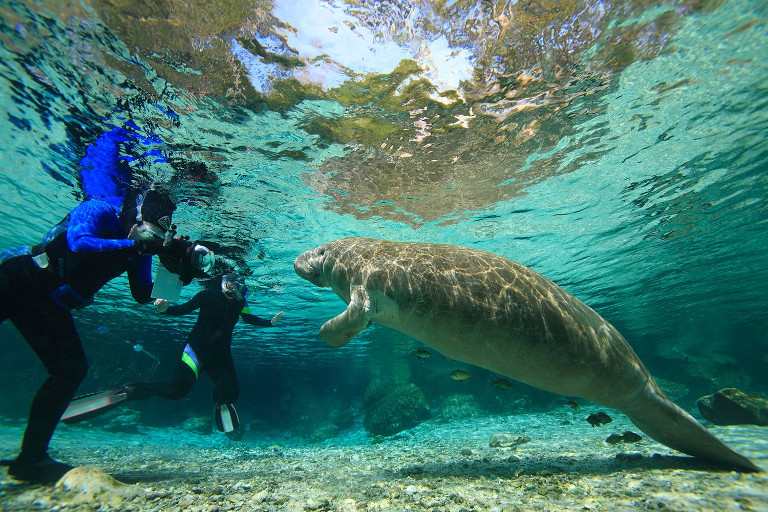 Manatees at Crystal River, Florida, Hot Springs