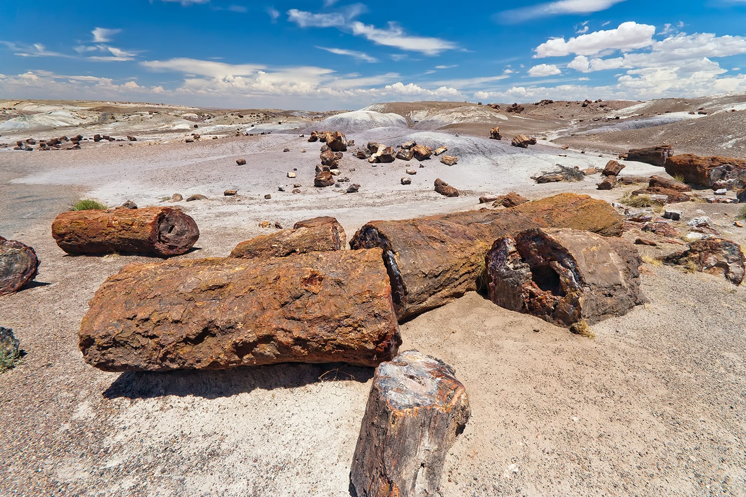 Petrified wood in the Petrified Forest National Park, Arizona